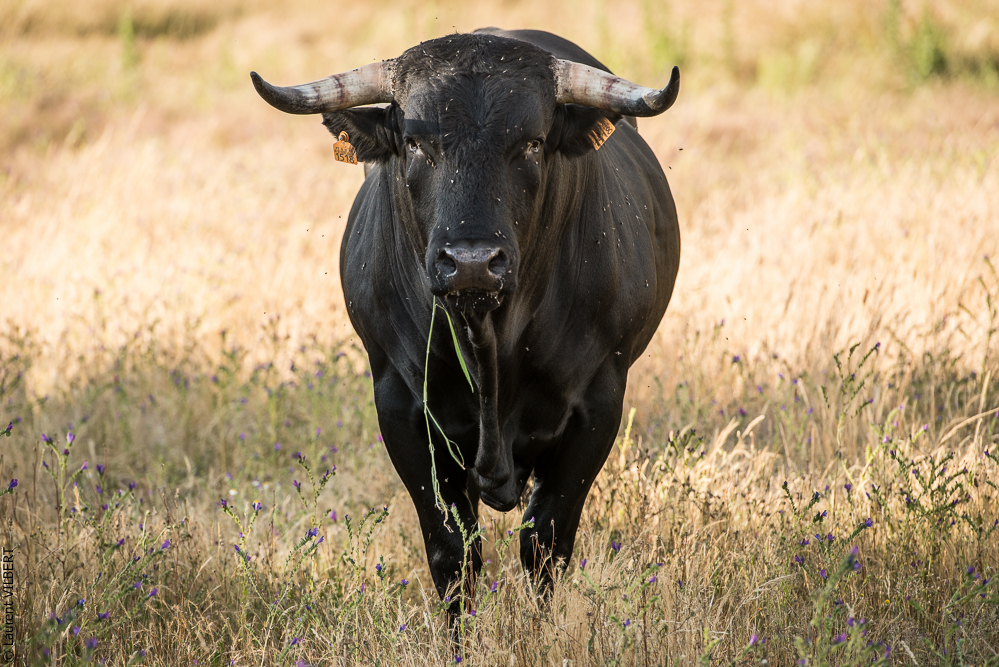 Portugal 20140528-0143