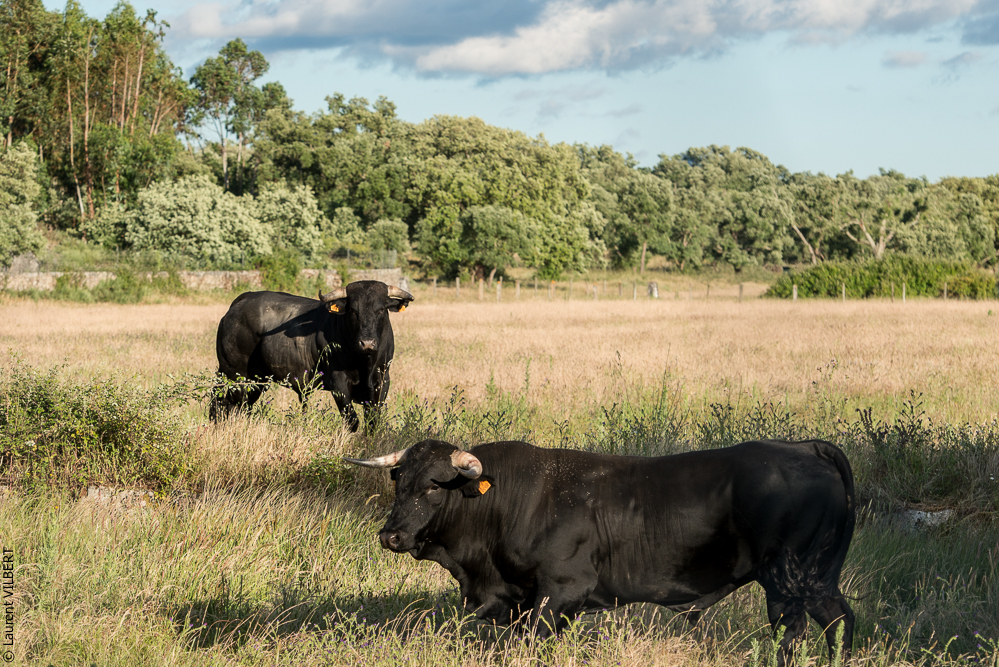 Portugal 20140528-0177