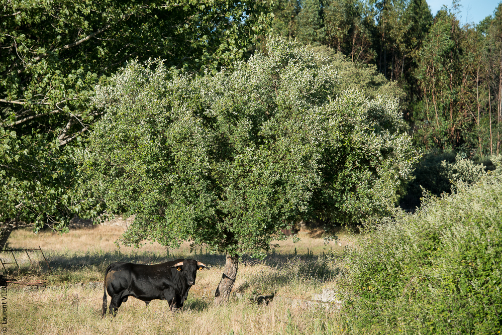 Portugal 20140528-0209