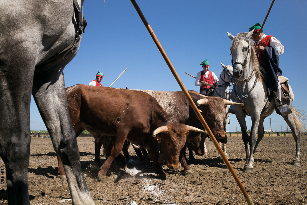 campinos 20150820-0036