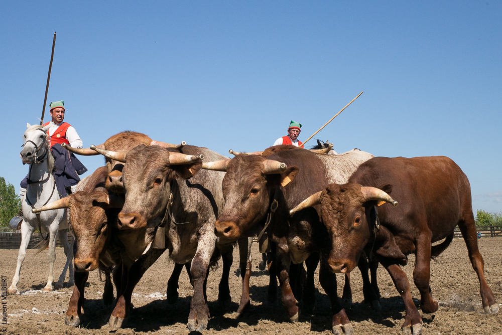 campinos 20150820-0067