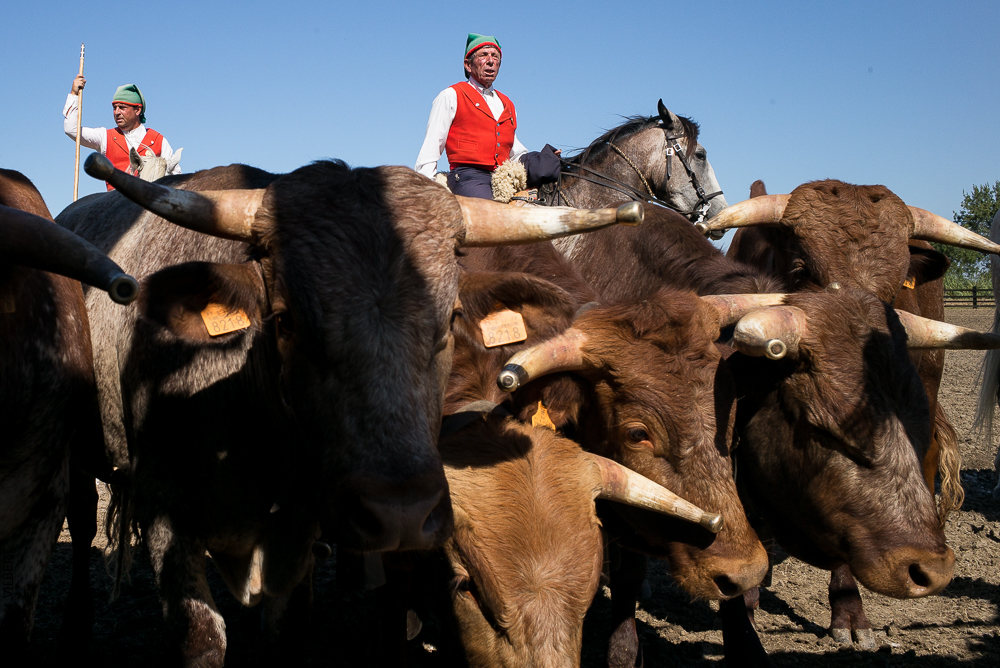 campinos 20150820-0087