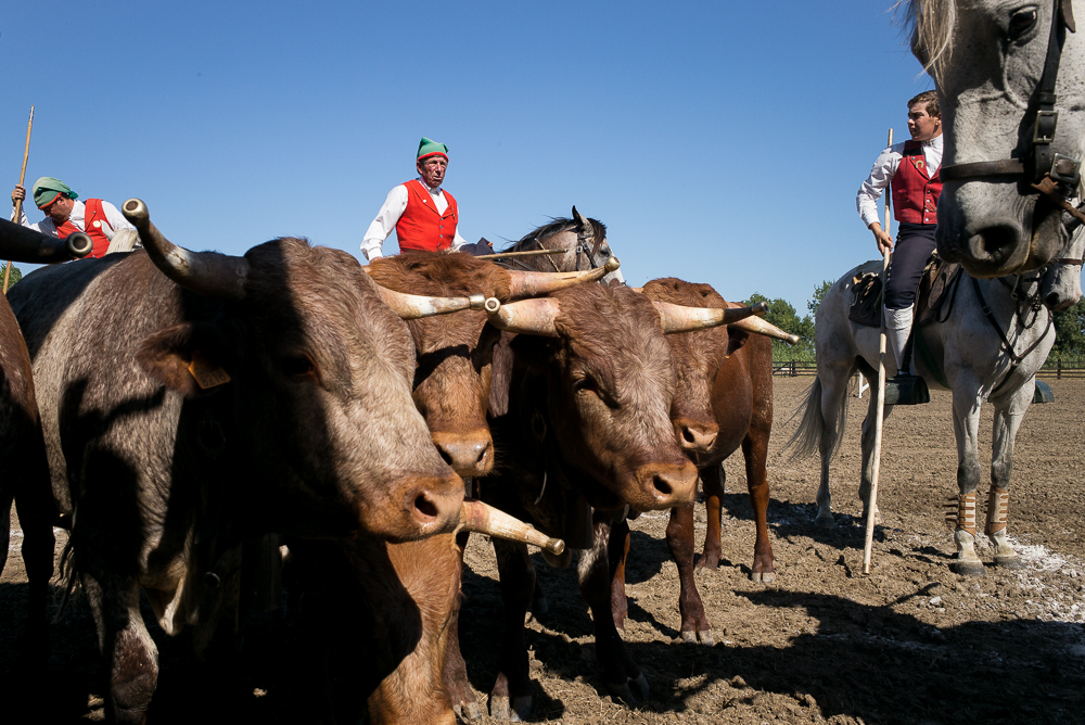 campinos 20150820-0089