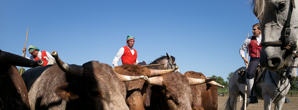 campinos 20150820-0089