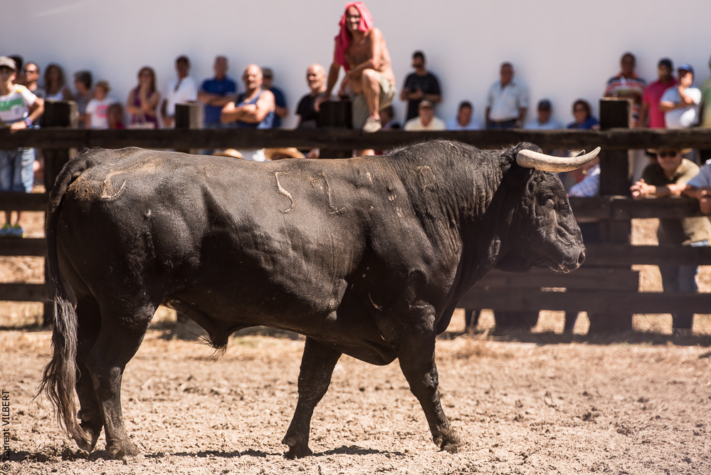 campinos 20160821-2473