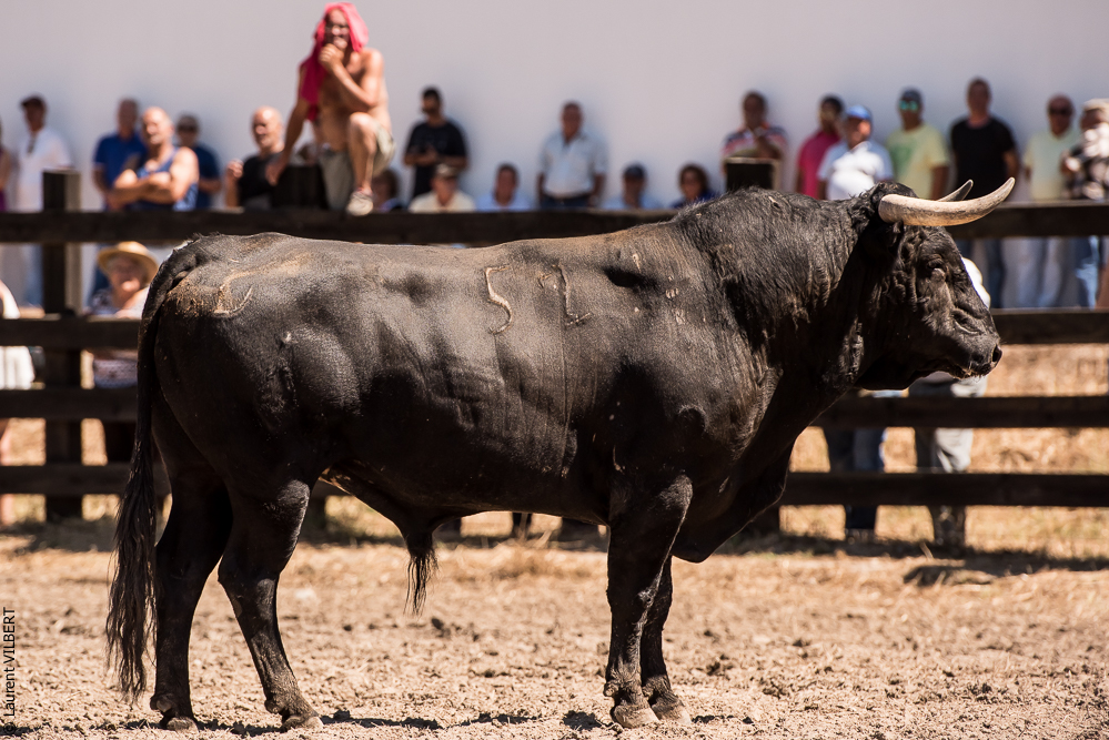 campinos 20160821-2478
