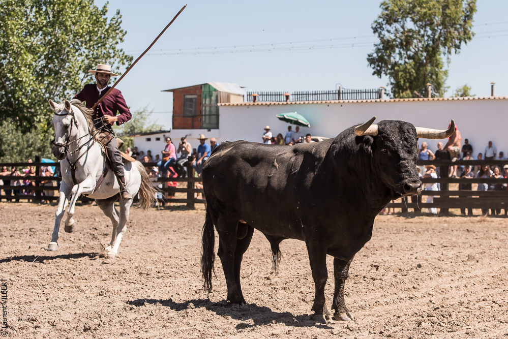 campinos 20160821-2485