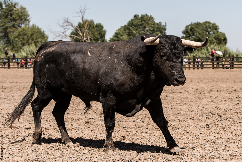 campinos 20160821-2514