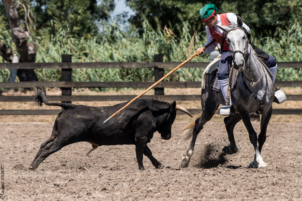 campinos 20160821-2622