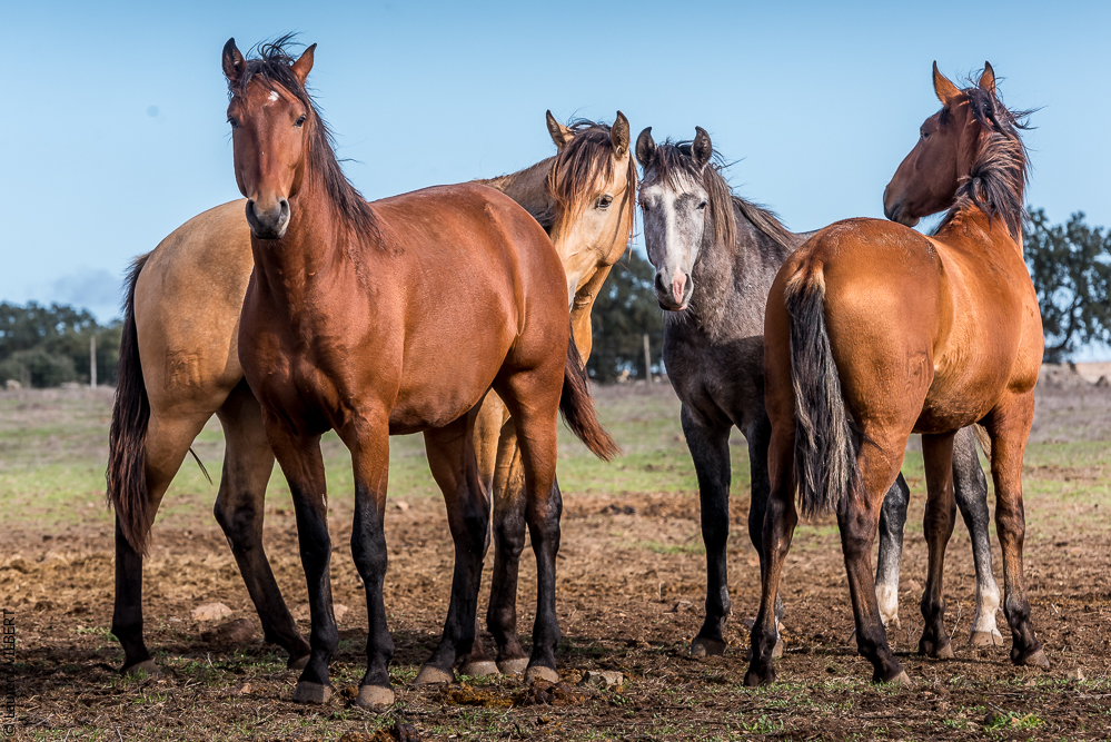 Tramagueira 20191118-0013