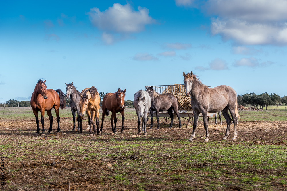 Tramagueira 20191118-0019