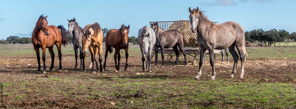 Tramagueira 20191118-0019