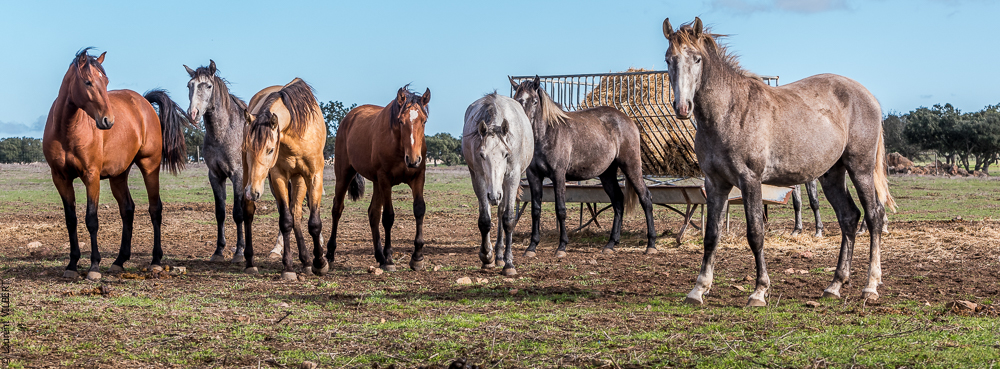 Tramagueira 20191118-0019