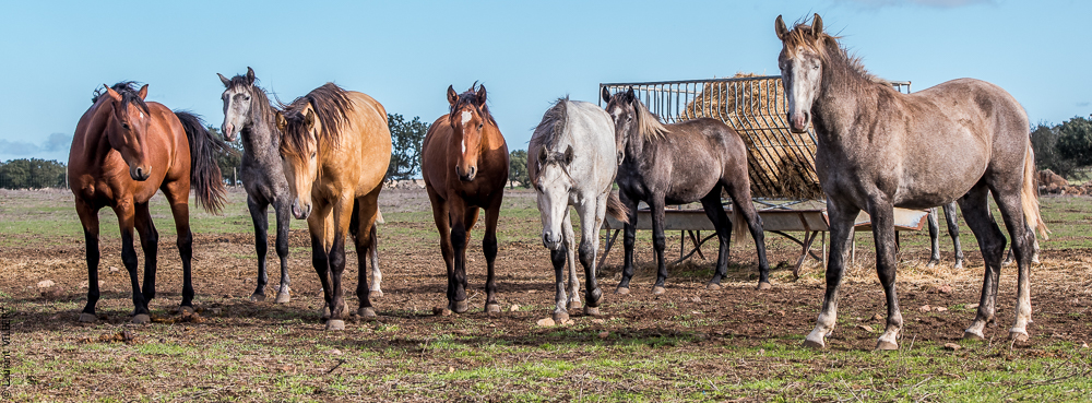 Tramagueira 20191118-0020