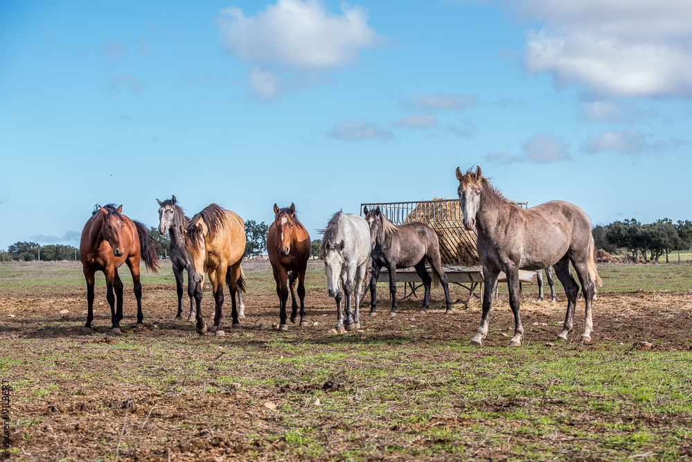 Tramagueira 20191118-0021