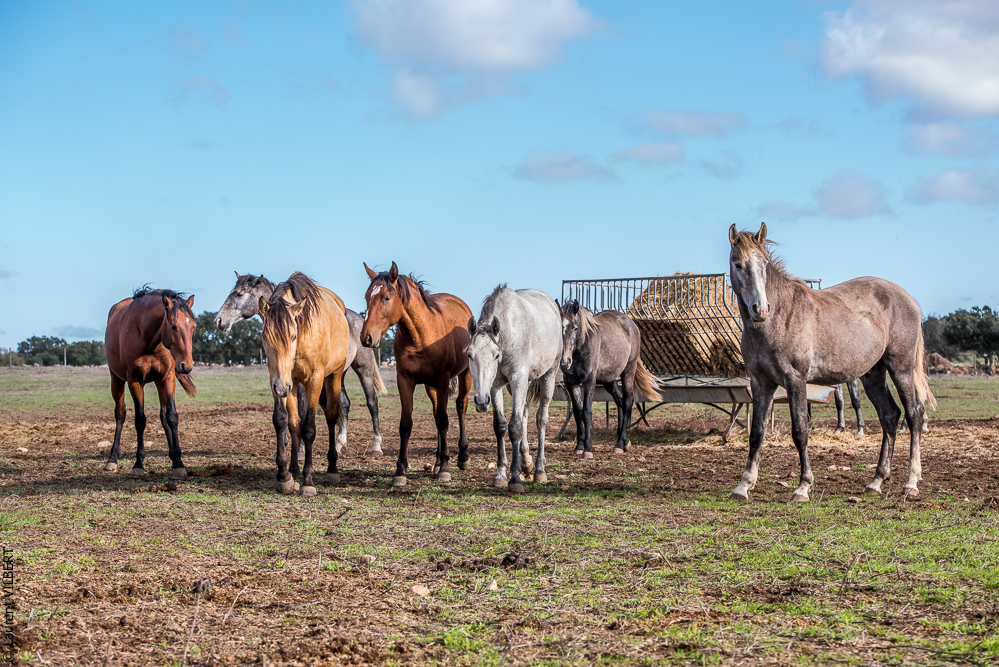 Tramagueira 20191118-0023