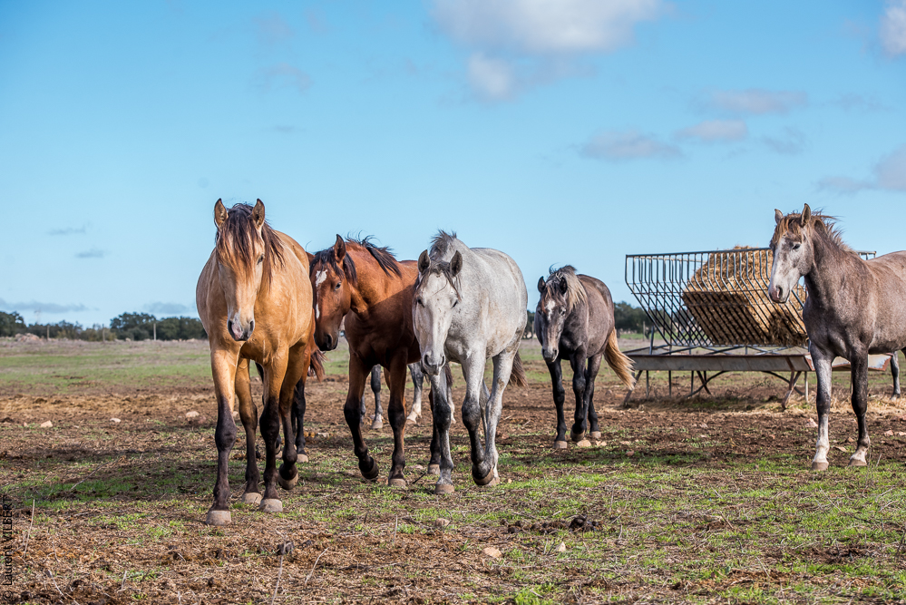 Tramagueira 20191118-0024