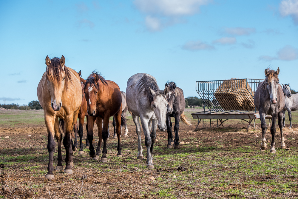 Tramagueira 20191118-0025