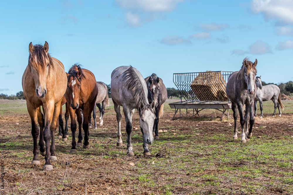 Tramagueira 20191118-0026