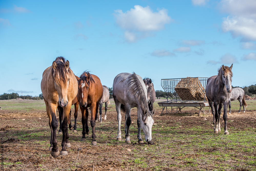 Tramagueira 20191118-0027