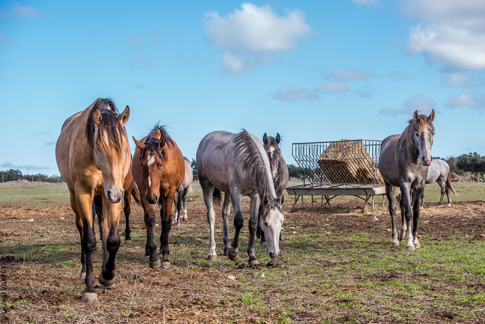Tramagueira 20191118-0028