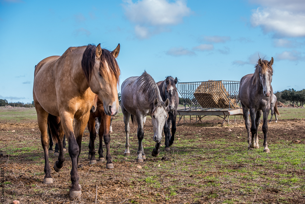Tramagueira 20191118-0029