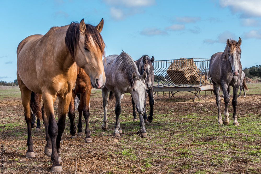 Tramagueira 20191118-0030
