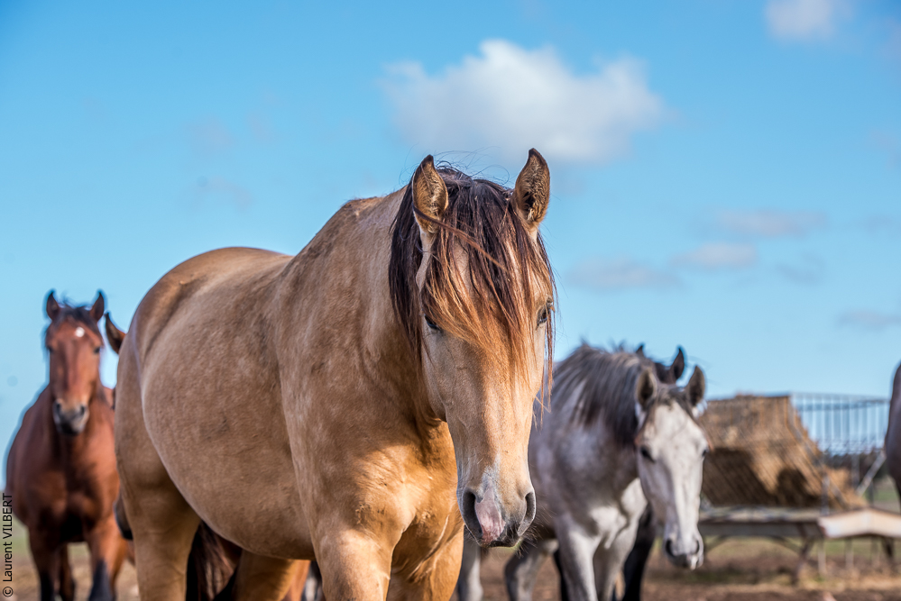 Tramagueira 20191118-0031