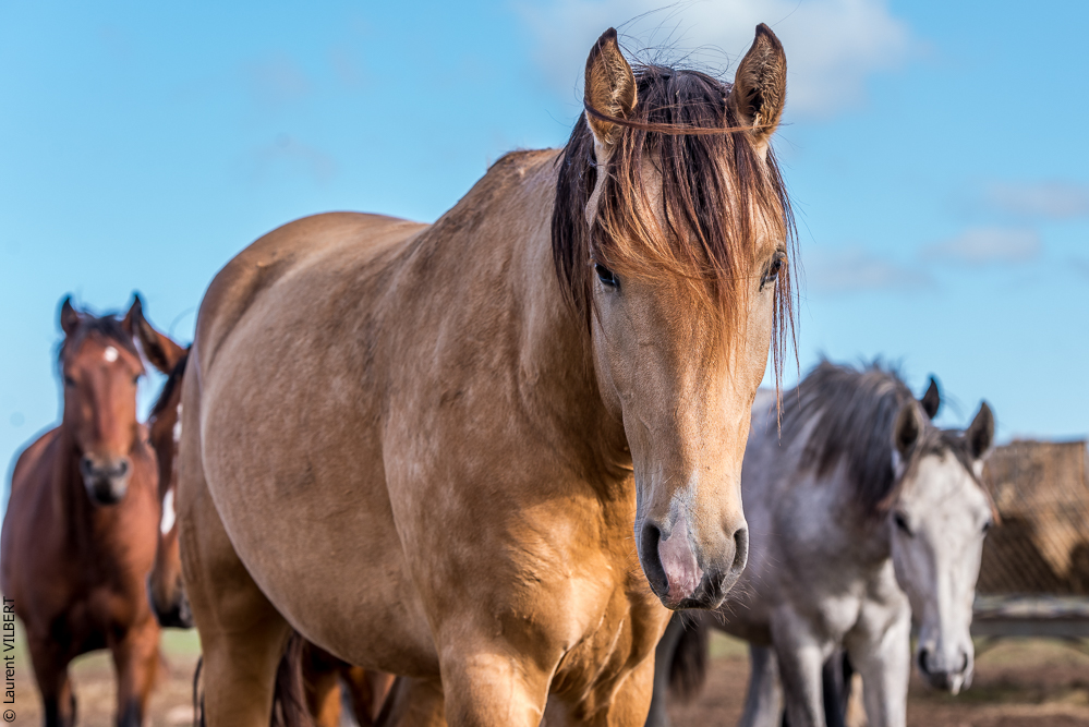 Tramagueira 20191118-0032