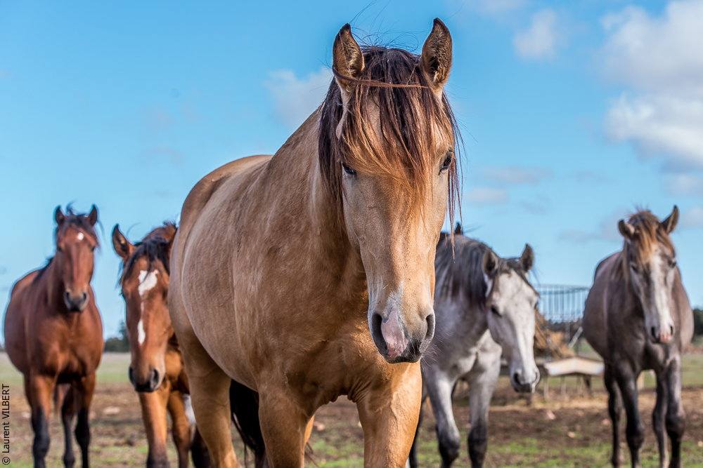 Tramagueira 20191118-0034