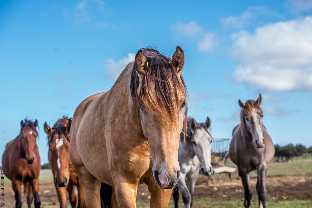 Tramagueira 20191118-0035