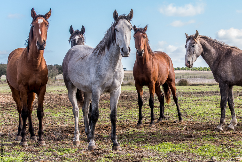 Tramagueira 20191118-0038