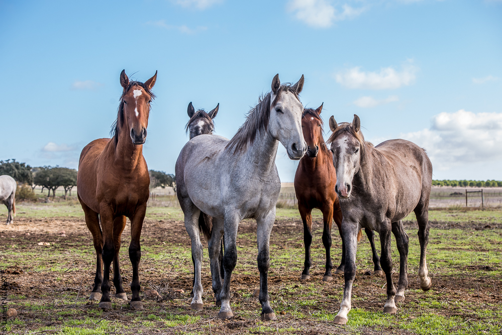 Tramagueira 20191118-0041