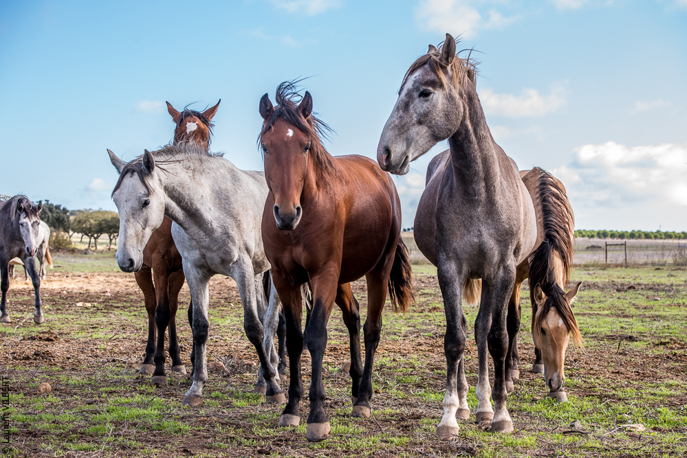 Tramagueira 20191118-0046