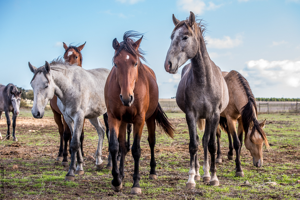 Tramagueira 20191118-0049