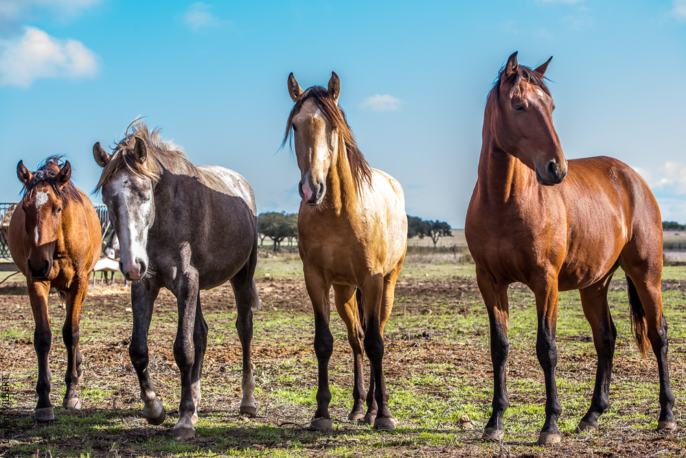Tramagueira 20191118-0052