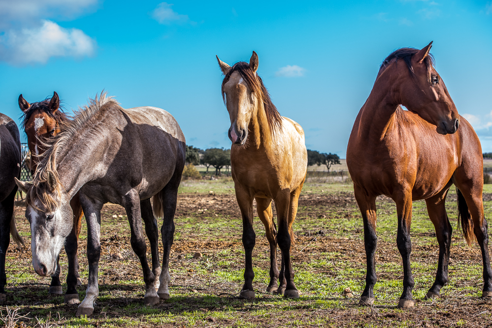 Tramagueira 20191118-0054