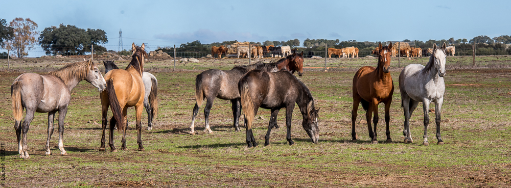 Tramagueira 20191118-0055