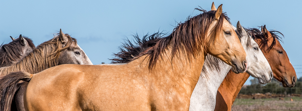 Tramagueira 20191118-0058