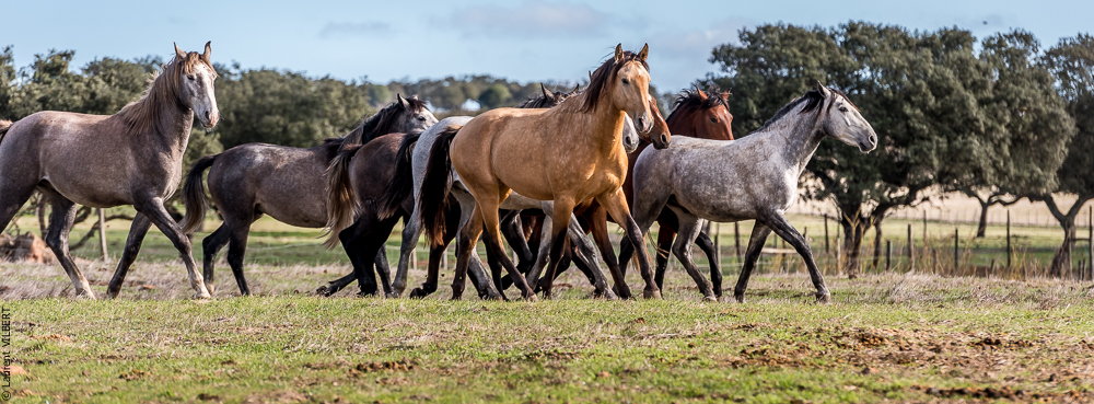 Tramagueira 20191118-0072