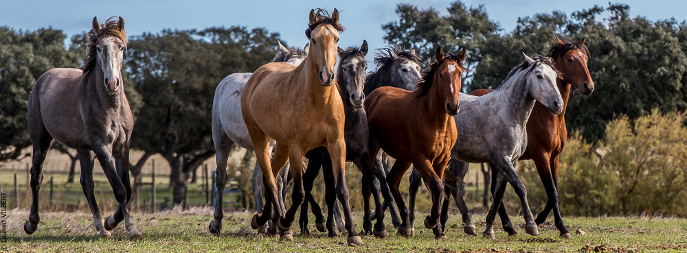 Tramagueira 20191118-0075
