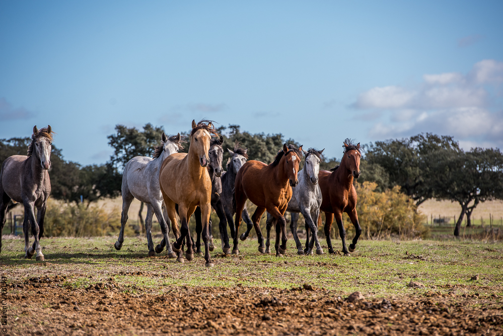 Tramagueira 20191118-0079