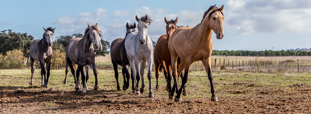 Tramagueira 20191118-0090