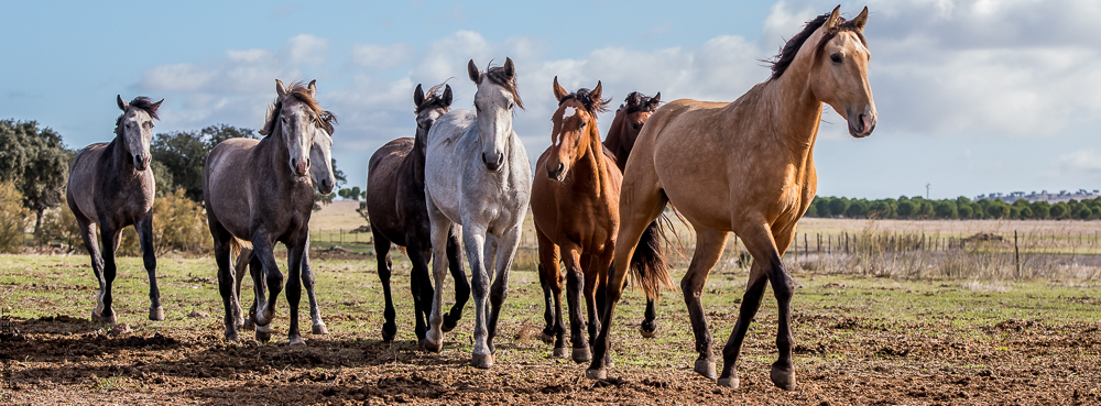 Tramagueira 20191118-0091