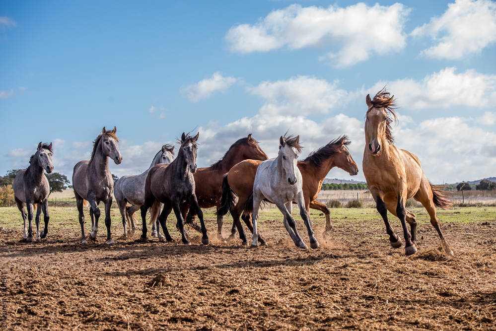 Tramagueira 20191118-0099