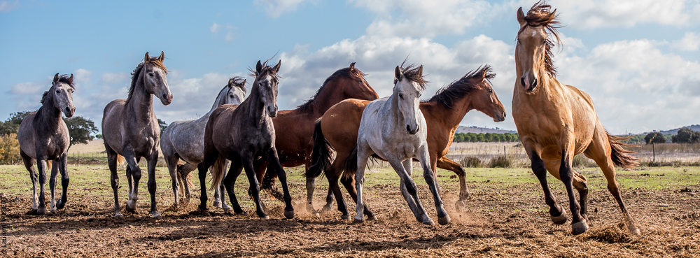 Tramagueira 20191118-0099