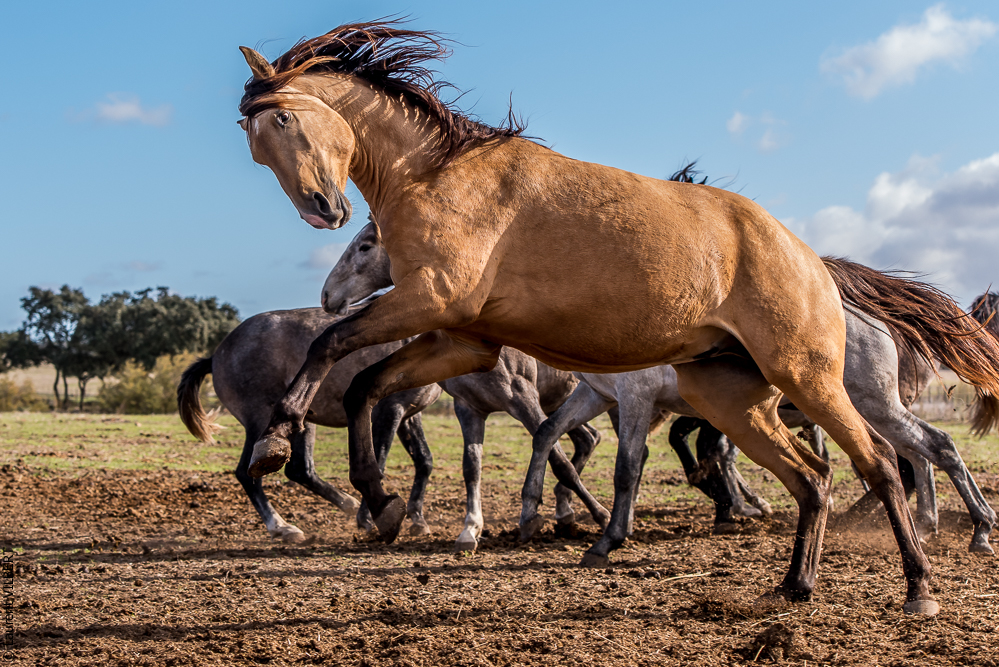 Tramagueira 20191118-0103
