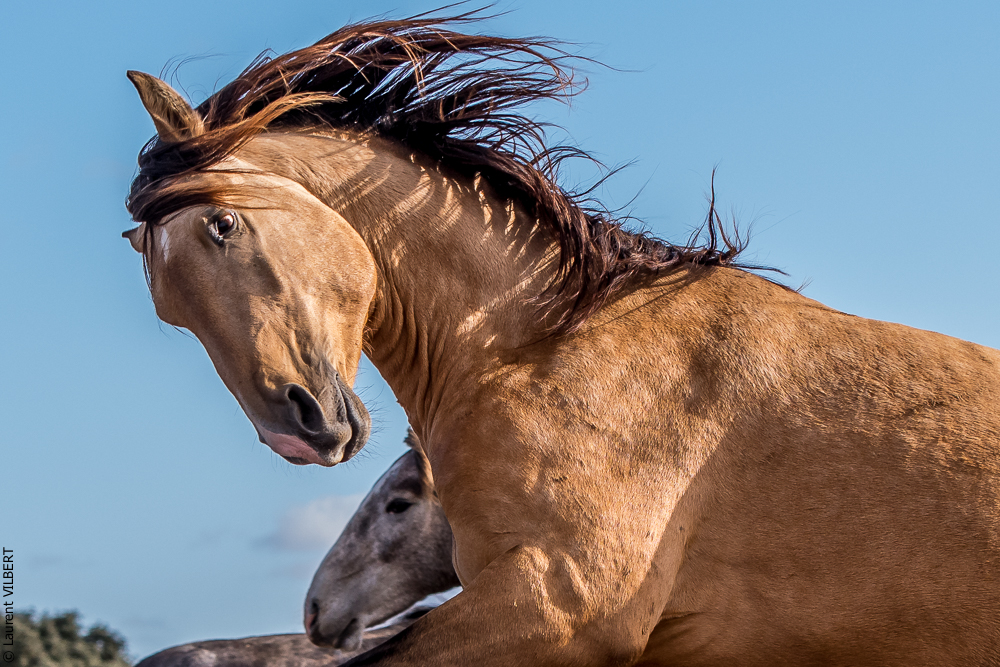 Tramagueira 20191118-0103
