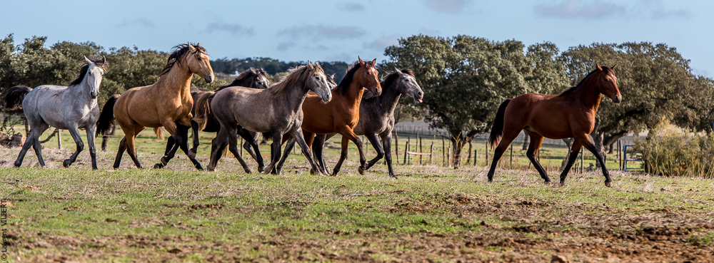 Tramagueira 20191118-0114