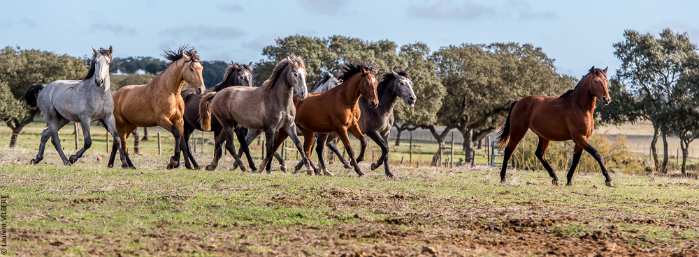 Tramagueira 20191118-0115